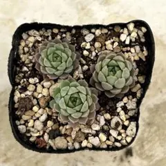 ❤︎みなっち❤︎様 リクエスト 2点 まとめ商品