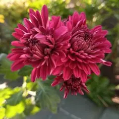 ほこ様 リクエスト 3点 まとめ商品