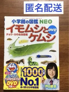 蝶 図鑑