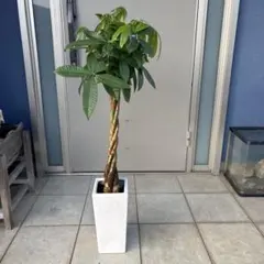 大型 美形 パキラ 編み込み仕立て 8号 陶器鉢 植え込み発送 | Mercari