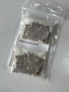 2025年最新】アデニア ペチュエリーの人気アイテム - メルカリ