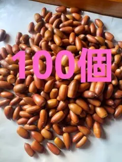 どんぐり　マテバシイ　100個