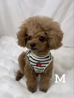 ふぉれすと様 犬用 保冷剤付きネッククーラー ドット柄 ハンドメイド