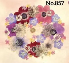 押し花素材　No.857 アネモネのセット