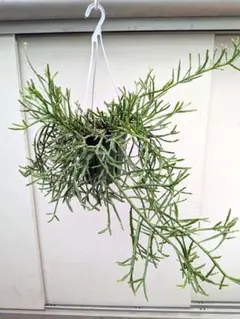 ☘観葉植物☘ホヤ リネアリス ㉕ 抜き苗 - メルカリ