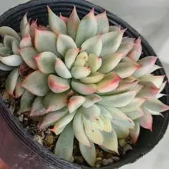 2025年最新】抜き苗にて発送の人気アイテム - メルカリ