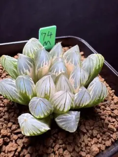 26p 多肉植物 ハオルチア 白蛇伝交配錦 自家繁殖 抜き苗発送 9月29日取