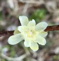 新芽の出た緑色の落葉樹 イヌエンジュ苗木1メートル - メルカリ