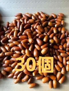 どんぐり　マテバシイ　30個