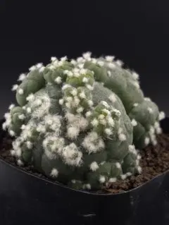 2025年最新】銀冠玉モンストの人気アイテム - メルカリ