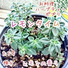 レモンタイム　ハーブ　苗　シトラスタイム　お料理　ティー　G対策　レモンの香り