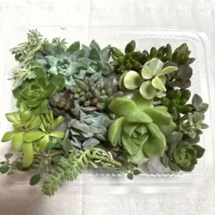 多肉植物・寄せ植え・セダム・エケベリア