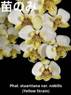 2025年最新】スチュアーティアナの人気アイテム - メルカリ