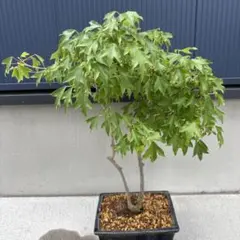 イロハモミジ 紅葉 高さ：約100cm 4年物 - メルカリ