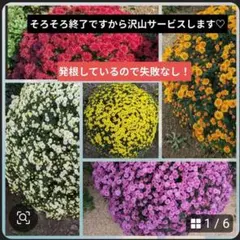 菊苗Ｉ260427のサムネイル