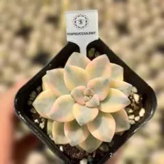 Top【選抜株】多肉植物 362822タークォイズ 18個 鉢無し/脱土 - メルカリ