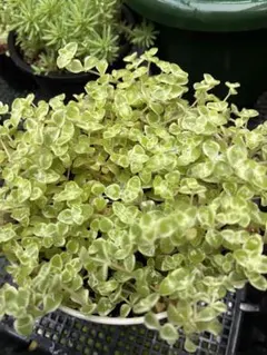 斑入りミセバヤ 多肉 カット苗 【6本】観葉植物 - メルカリ