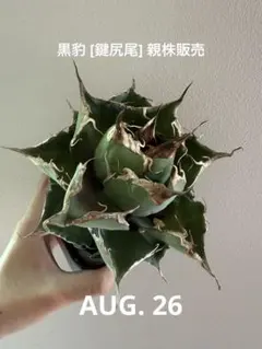 2025年最新】アガベ 黒豹の人気アイテム - メルカリ