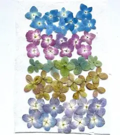 H-12　押し花　あじさい　5種類　紫陽花　押し花アート