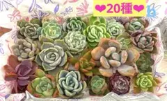 2025年最新】イードンスノーの人気アイテム - メルカリ