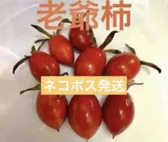 老爺柿抜き苗1株 3年目　大株A ネコポス発送のサムネイル