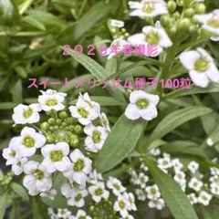 周年性 白花アリッサム 種 30粒 - メルカリ