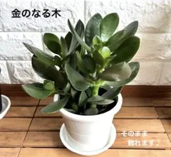 金のなる木　多肉植物　ポット＆鉢ごと発送のサムネイル