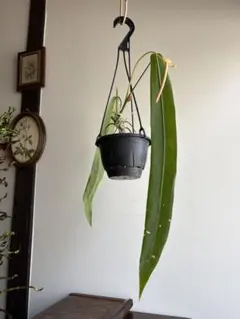 アンスリウムペンデュリフォリウムAnthurium pendulifolium - メルカリ