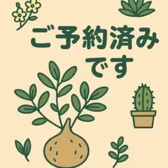 パキポディウム　アンボンゲンセ　良型　鉢ごとメルカリ便③ パキポディウム アンボンゲンセ | GREEN LUCK