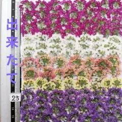 出来たて ★アリッサム　自然色 No 25 @800 押し花　 押し花素材
