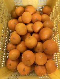 プリンセス 訳あり5kg 紅プリンセスと同品種※北海道、東北、沖縄への発送不可のサムネイル