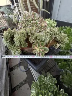 韶秀超大綴化 アエオニウム 多肉植物 抜き苗 名前付き発送 韶秀超大綴化 アエオニウム 多肉植物 抜き苗 名前付き発送 2025年最新】