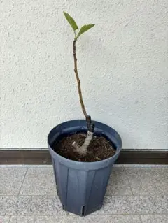 超希少樹種 イチジク Dels Ermitansデルス エミスタンス 接木苗 超希少樹種 イチジク Dels Ermitansデルス エミスタンス 接木苗 - メルカリ