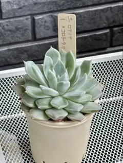 ながぴ様 リクエスト 3点 まとめ商品