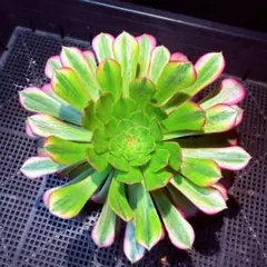 アエオニウム　スカーレットドイス錦　法師錦　多肉植物