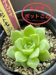 2025年最新】札付き おらいの人気アイテム - メルカリ