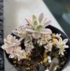 子持ち蓮華錦 鏡花 抜き苗p - メルカリ