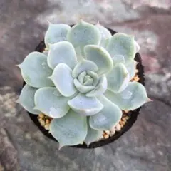 多肉植物 ひなの（sis）×そわそわ ⑤ 抜き苗 - メルカリ