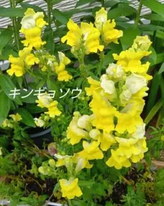 花の種　キンギョソウの種（高性種）