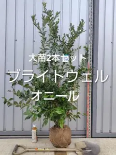 2025年最新】ブルーベリー苗 大苗の人気アイテム - メルカリ