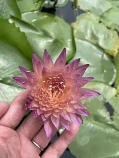 2026年最新】熱帯睡蓮の人気アイテム - メルカリ