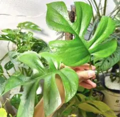 巨大モンステラ・デリシオーサ 茎 カット苗 発根・発芽済 - メルカリ