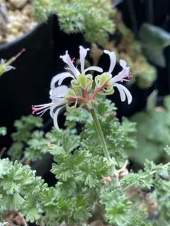 ペラルゴニウムアルテルナンス　塊根植物　コーデックス 大株 左が現地球の挿し木、右が実生のペラルゴニウム・アルテルナンス🍃現地