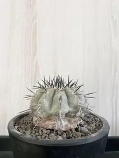 2025年最新】コピアポア 黒王丸の人気アイテム - メルカリ