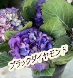 (^_-)-☆　梅雨セール　アジサイ　ブラックダイヤモンド苗　☆1のサムネイル