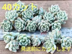 多肉植物 プロリフィカ（プロリフェラ）40カット