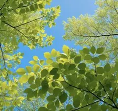 *＊maho＊* handmade様36サイズ