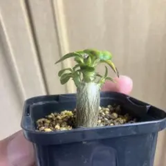 2025年最新】パキポディウムウィンゾリーの人気アイテム - メルカリ