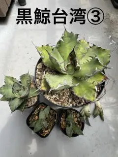 アガベ　チタノタ　緑鯨　valiem GHORST bowl Mサイズ アガベ チタノタ 緑鯨 valiem GHORST bowl Mサイズ Amazon.co.jp
