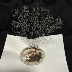 深海植物ウミウチワ　二枚貝　オブジェ インテリア装飾 約30cm